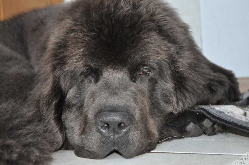 Фото: ньюфаундленд Бегущая по Волнам Антидот