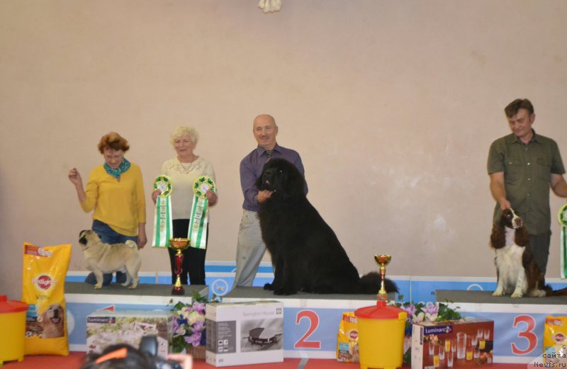 Фото: ньюфаундленд Назар Вятский Медведь (Nazar Vyatskiy Medved)