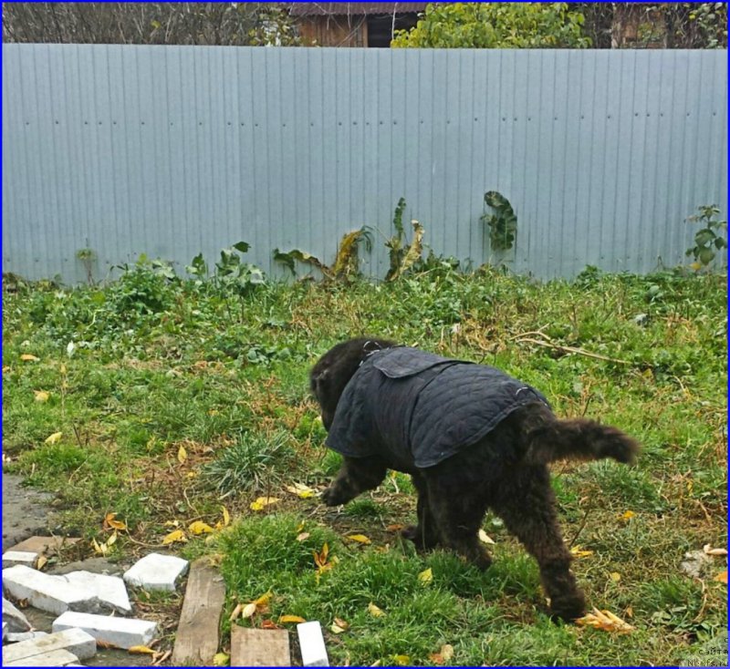 Фото: ньюфаундленд Валенсия Черная Жемчужина