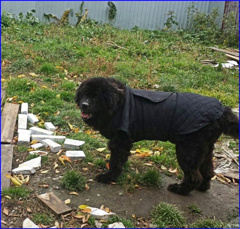 Фото: ньюфаундленд Валенсия Черная Жемчужина