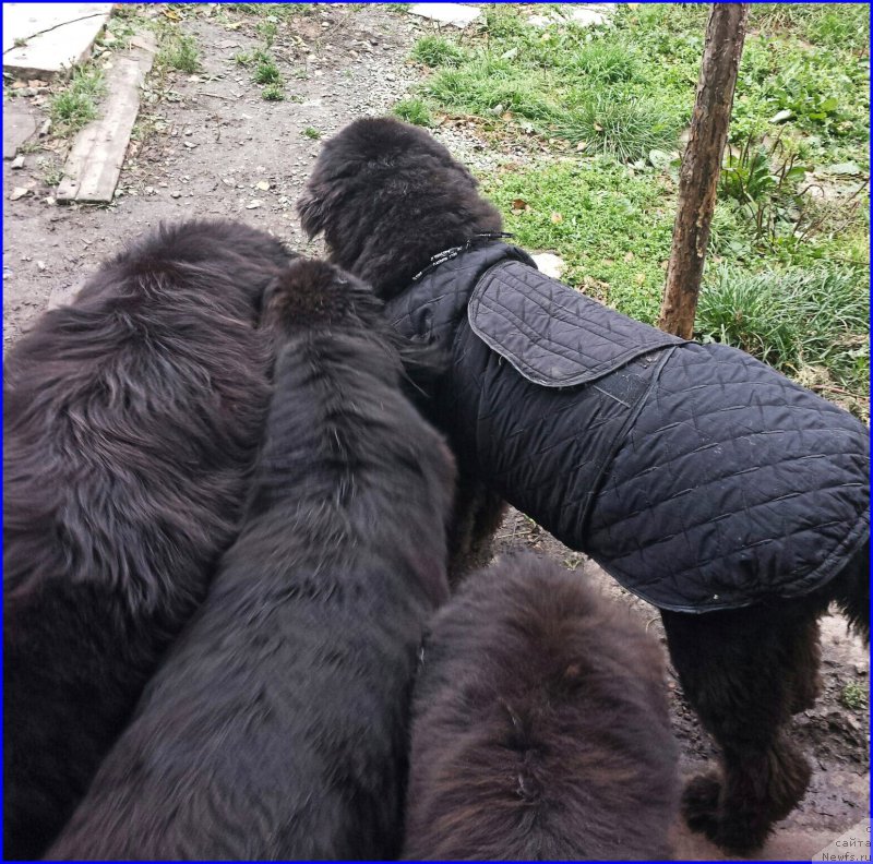 Фотография № 192934