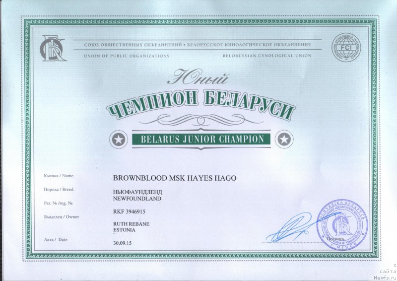 Фото: ньюфаундленд Браунблад МСК Хаиес Хаго (Brownblood MSK Hayes Hago)