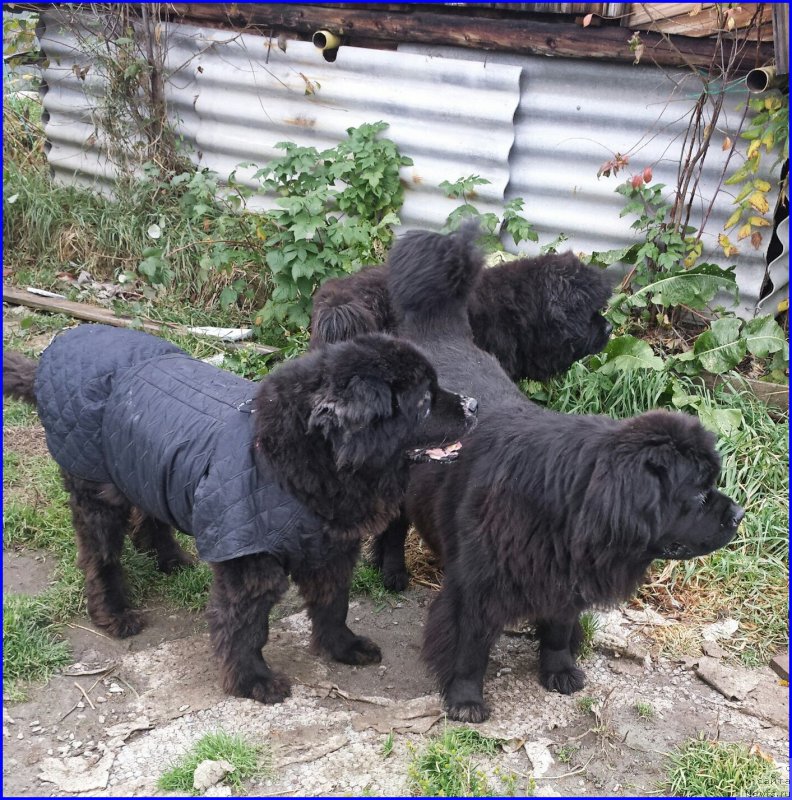 Фото: ньюфаундленд Валенсия Черная Жемчужина, ньюфаундленд Ньюфорт Тайм'с Голд Алекса, ньюфаундленд Ньюфорт Бестселлер