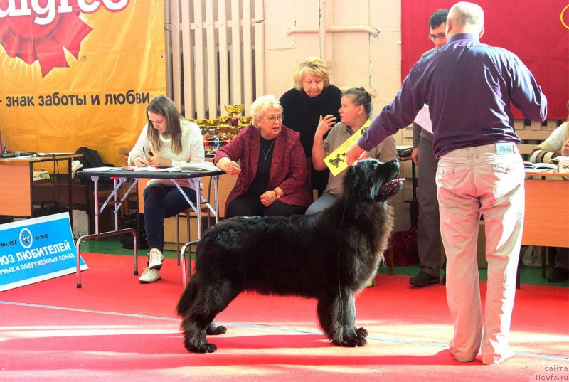 Фото: ньюфаундленд Многоликая Богиня Манифик (Mnogolikaya Boginya Manifik)