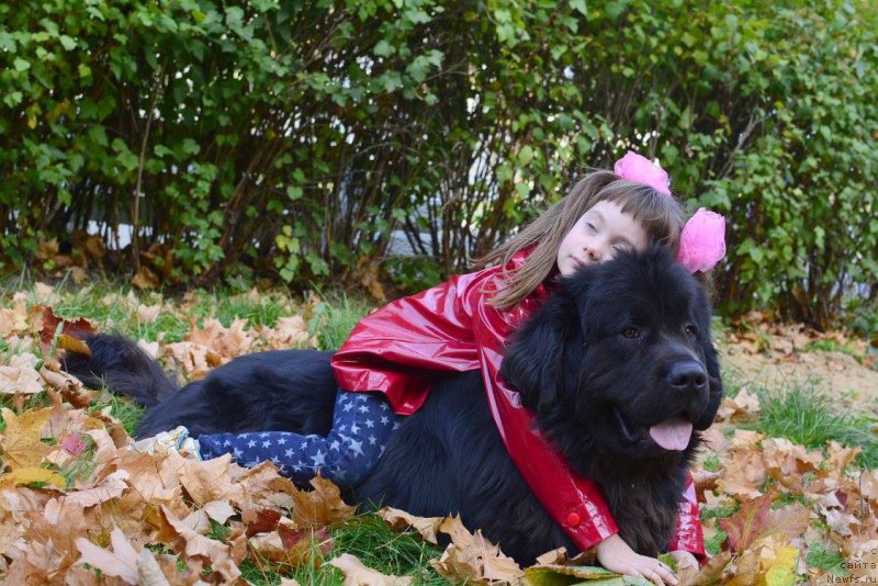 Фото: ньюфаундленд Ван Лен Тайм Олдер