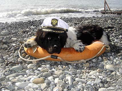 Фото: ньюфаундленд Don't Worry Be Happy de L'Etoile de Cyrice