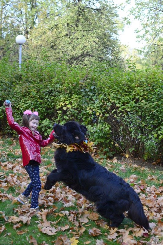 Фото: ньюфаундленд Ван Лен Тайм Олдер