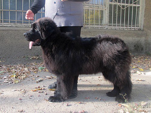 Фото: ньюфаундленд Ньюфорт Дивная Диана, ньюфаундленд Ньюфорт Дивная Диана