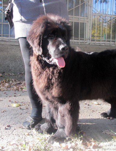 Фото: ньюфаундленд Ньюфорт Дивная Диана, ньюфаундленд Ньюфорт Дивная Диана