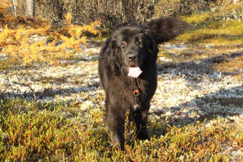 Фото: ньюфаундленд Леди Фортуна