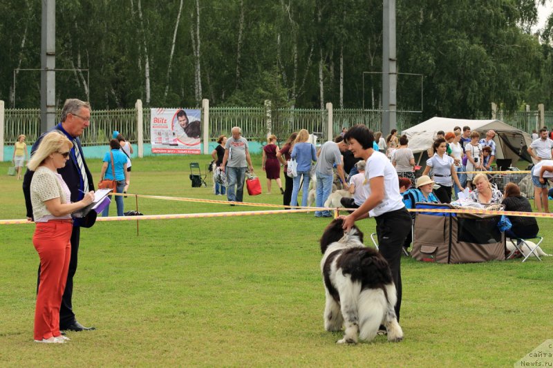 Фото: ньюфаундленд Варгас Де Ла Масса Армандо (Vargas de la Massa Armando)