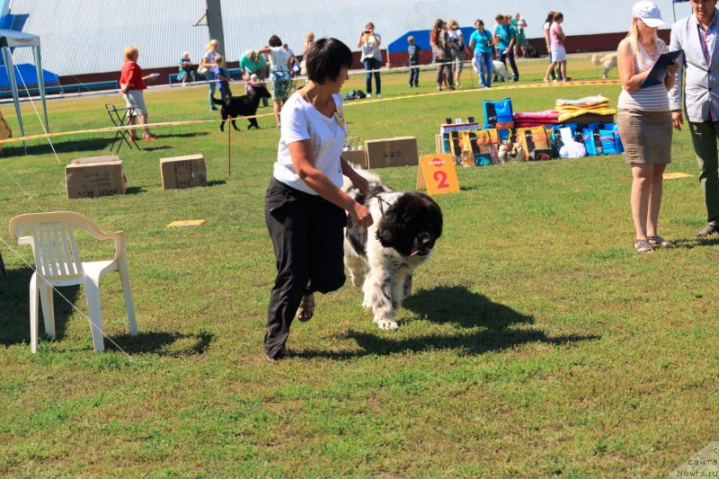 Фото: ньюфаундленд Варгас Де Ла Масса Армандо (Vargas de la Massa Armando)