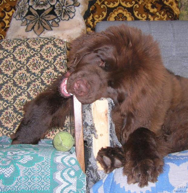 Фотография № 19298