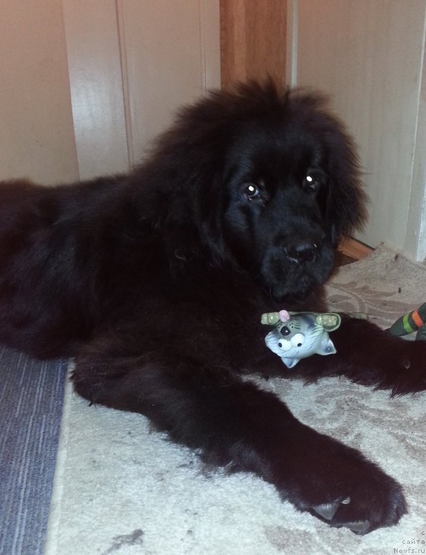 Фото: ньюфаундленд Кипер Соул Симба