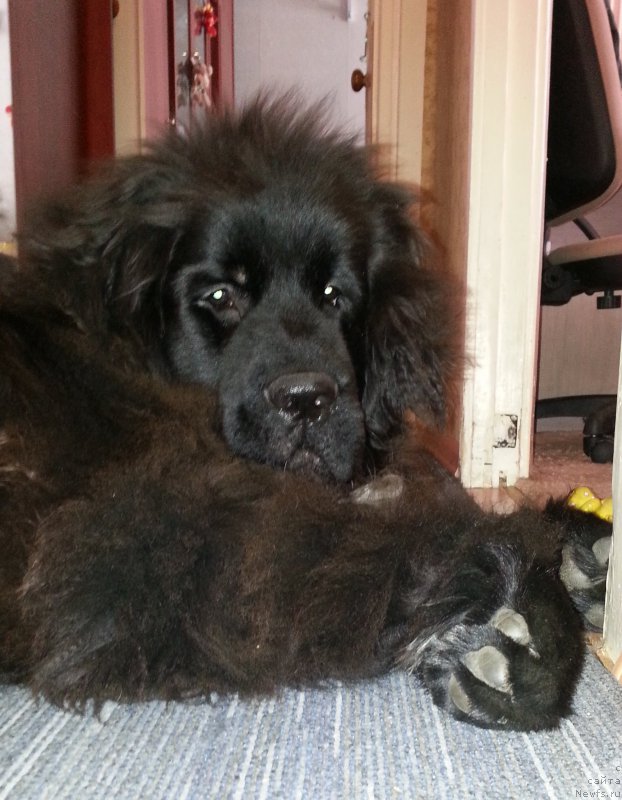 Фото: ньюфаундленд Кипер Соул Симба