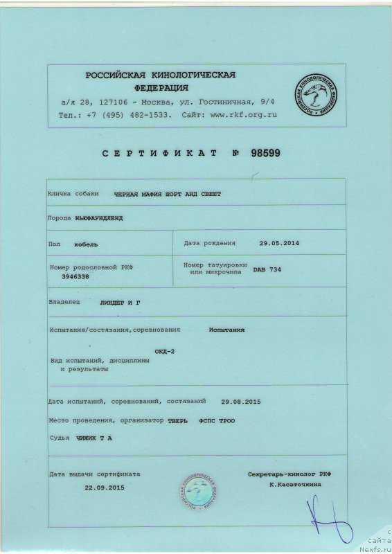 Фото: ньюфаундленд Черная Мафия Шорт анд Свеет (Chernaya Mafia Short and Sweet)