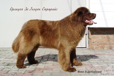 Фото: ньюфаундленд Орхидея Зе Голден Сюрпрайз от Батерфляй