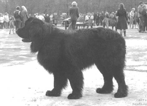 Фото: ньюфаундленд Эзоп