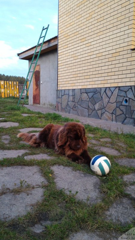 Фото: Юлия Рычкова, ньюфаундленд Ньюфорт Юрай Квин