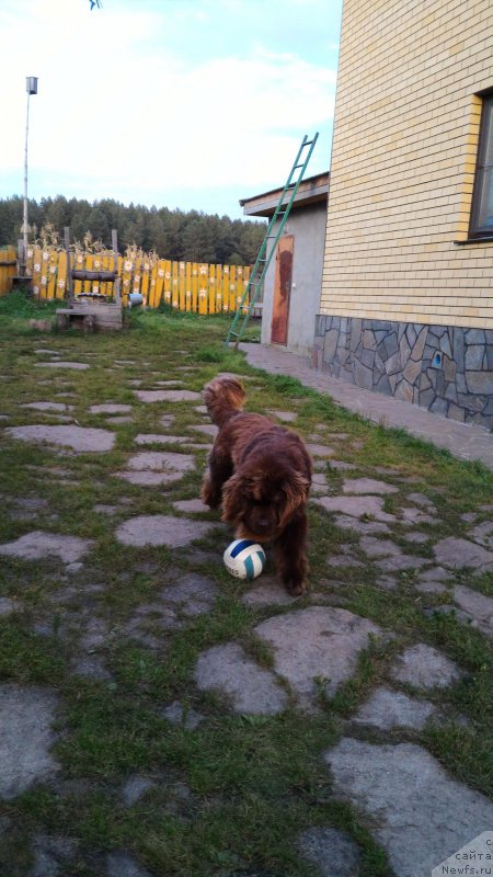 Фото: ньюфаундленд Ньюфорт Юрай Квин