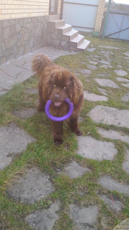 Фото: ньюфаундленд Ньюфорт Юрай Квин