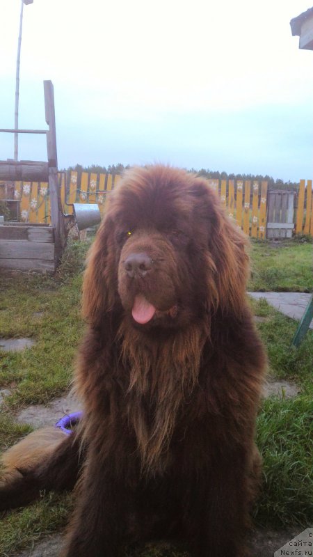 Фото: ньюфаундленд Ньюфорт Юрай Квин