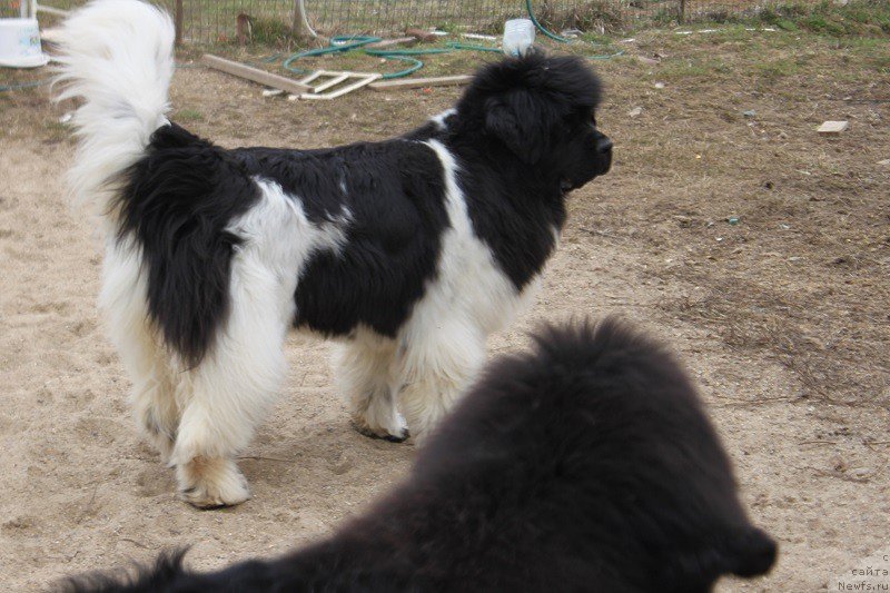 Фотография № 193004