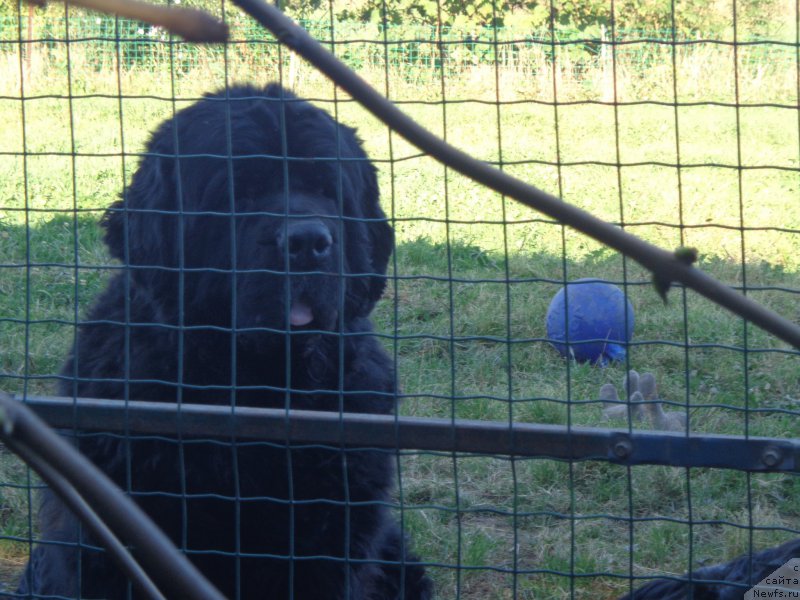 Фото: ньюфаундленд Вито Качо Ферл (Vito Kacho Ferl)