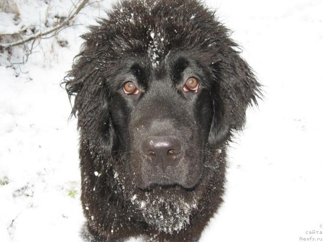 Фото: ньюфаундленд Глория Гранд Блек