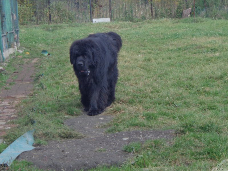 Фото: ньюфаундленд Супер Премиум Нао Дел Трато