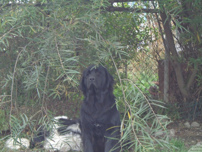 Фото: ньюфаундленд Викториус Смайл