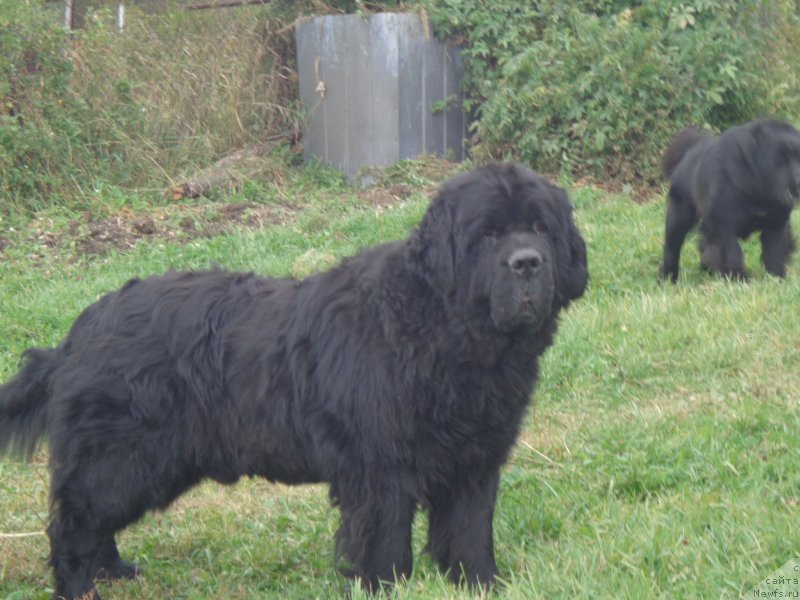 Фото: ньюфаундленд Вито Качо Ферл (Vito Kacho Ferl)