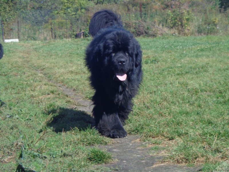 Фото: ньюфаундленд Супер Премиум Микадо (Super Premium Mikado)