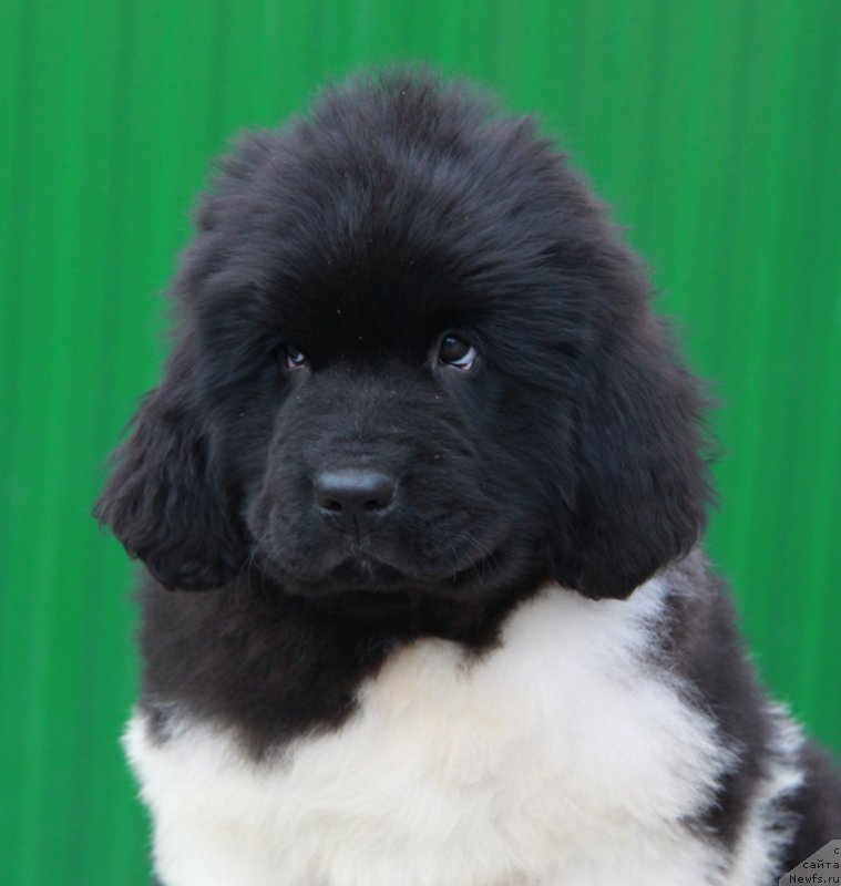 Фото: ньюфаундленд Аквиан Сонг Райт Хит Райт Ноу