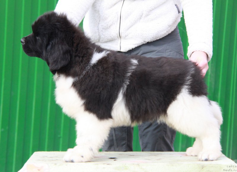 Фото: ньюфаундленд Аквиан Сонг Райт Хит Райт Ноу