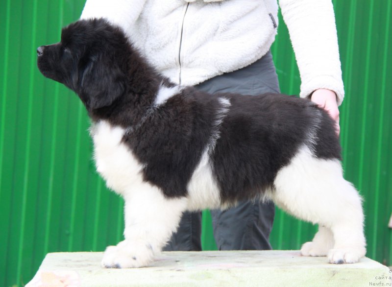 Фото: ньюфаундленд Аквиан Сонг Райт Хит Райт Ноу