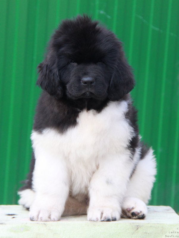 Фото: ньюфаундленд Аквиан Сонг Райт Хит Райт Ноу