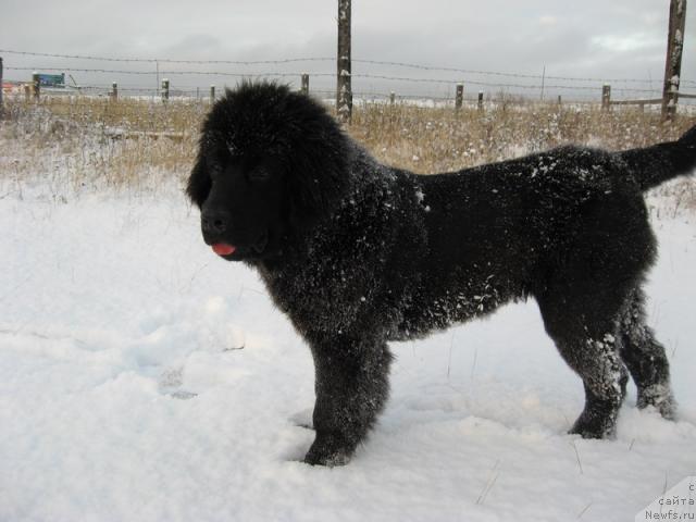 Фото: ньюфаундленд Глория Гранд Блек