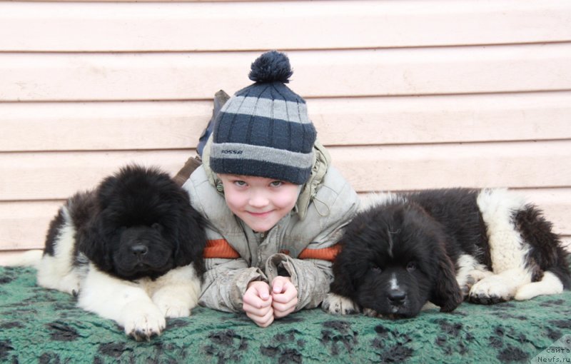 Фото: ньюфаундленд Аквиан Сонг Райт Хит Райт Ноу, Дима, ньюфаундленд Аквиан Сонг Руле зе Ворлд