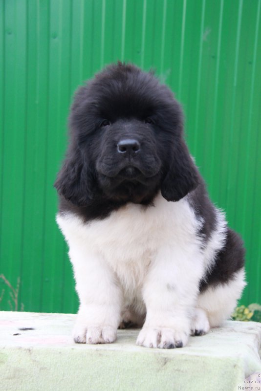 Фото: ньюфаундленд Аквиан Сонг Райт Хит Райт Ноу