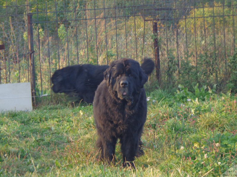 Фото: ньюфаундленд Вито Качо Ферл (Vito Kacho Ferl)