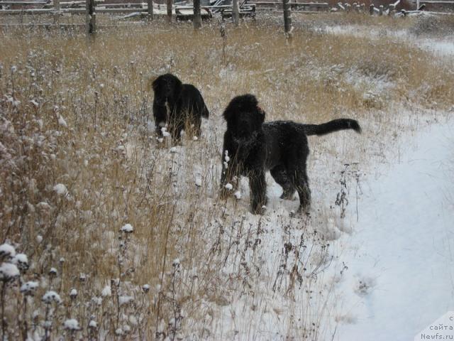 Фото: ньюфаундленд Глория Гранд Блек, ньюфаундленд Сент Джонс Пенелопа Крус