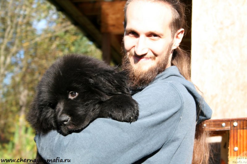 Фото: ньюфаундленд Черная Мафия Аттрактиве Повер (Chernaya Mafia Attractive Power)