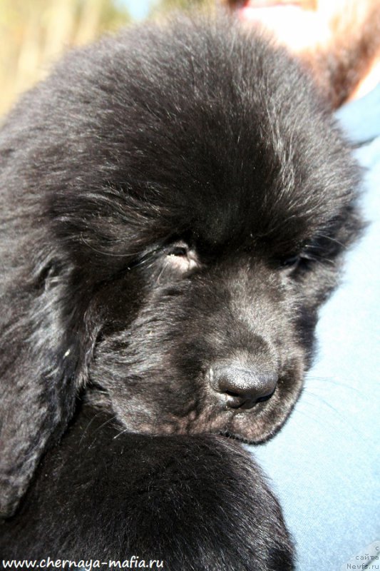 Фото: ньюфаундленд Черная Мафия Аттрактиве Повер (Chernaya Mafia Attractive Power)