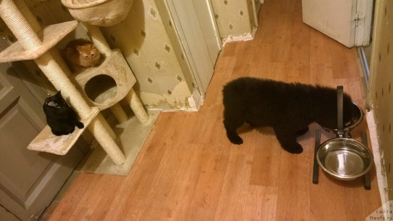 Фото: ньюфаундленд Черная Мафия Аттрактиве Повер (Chernaya Mafia Attractive Power)