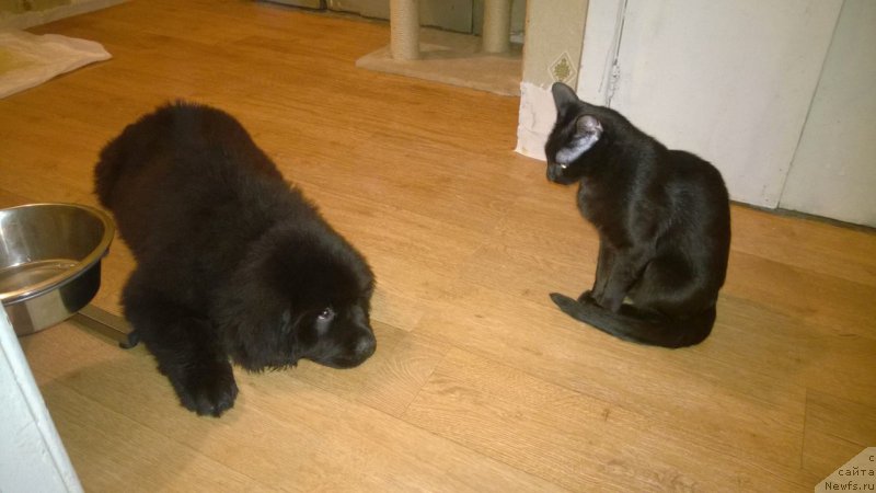 Фото: ньюфаундленд Черная Мафия Аттрактиве Повер (Chernaya Mafia Attractive Power)