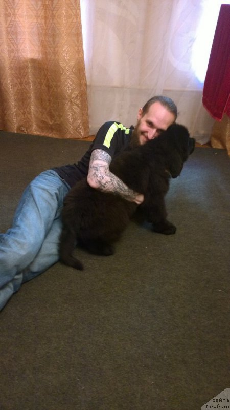 Фото: ньюфаундленд Черная Мафия Аттрактиве Повер (Chernaya Mafia Attractive Power)