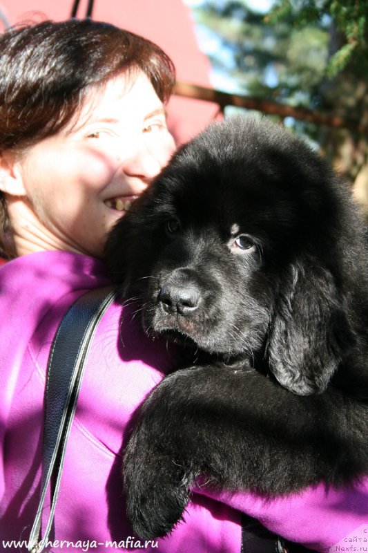 Фото: ньюфаундленд Черная Мафия А Кинд оф Магик (Chernaya Mafia А Kind of Magic)