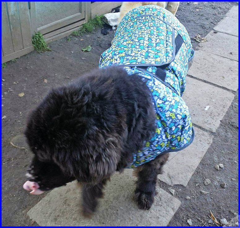 Фотография № 193046