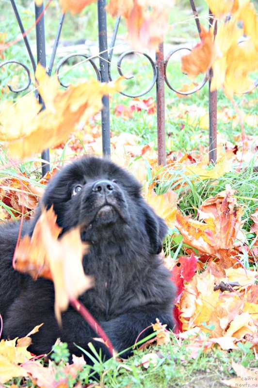 Фото: ньюфаундленд Черная Мафия Асе ин тхе Холе (Chernaya Mafia Ace in the Hole)